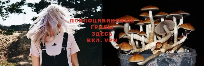 Псилоцибиновые грибы Magic Shrooms  Олонец 